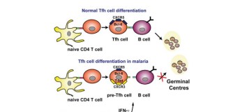 Demuestran por qué el cuerpo no desarrolla inmunidad contra la malaria