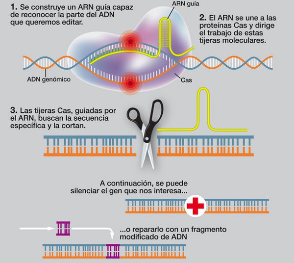 refrigerador Decir Autorizar CRISPR la herramienta de edición de ADN declarada por 'Science' como el  hito científico del 2015 | Infobioquimica.org