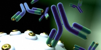 Therapeutic anti-CD3 monoclonal antibodies: from bench to bedside