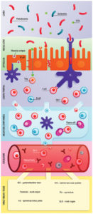 Gut_Microbiota