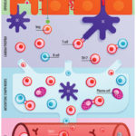 Gut_Microbiota