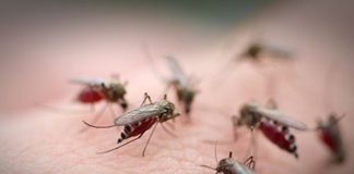 Mysterious New Mosquito-Borne Disease Found in Caribbean