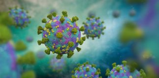 Los investigadores identifican las células que probablemente sean blanco del virus COVID-19